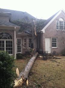 tree damage on roof