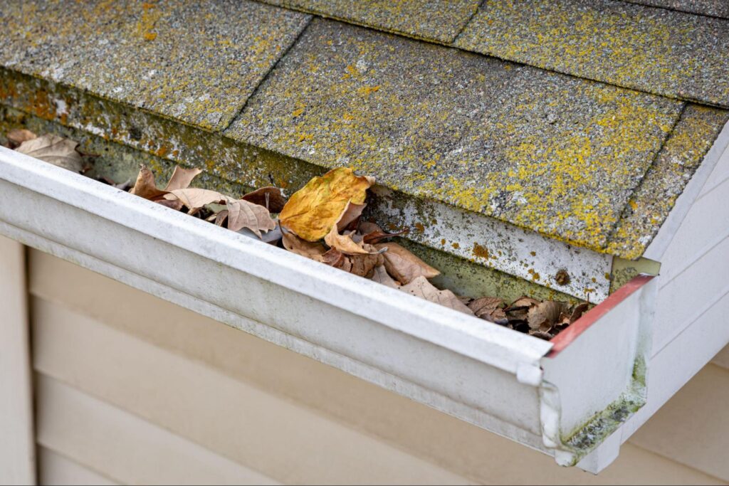 Understanding Mold Growth On Roofs And How To Prevent It